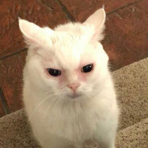 Meet your Posher, Rat